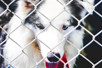 Dog In A Cage