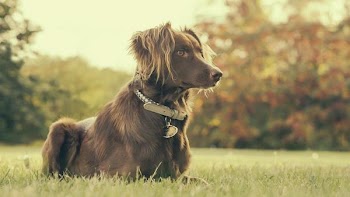 Dog In Backyard