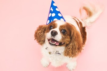 Dog In Birthday Hat