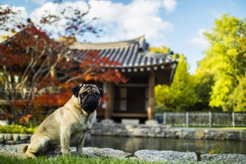 Dog in Park