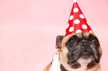 Dog In Party Hat