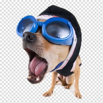 Dog in sunglasses illustration, Dog Funny animal .xchng High-definition video, glasses dog transparent background PNG clipart