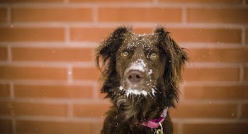 Dog In The Snow