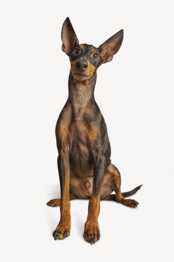 Dog isolated on white, Miniature | Free PSD - rawpixel