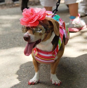 dog.jpg