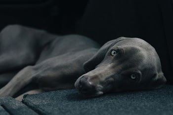 dog laying black surface