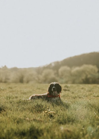 Dog laying down on a grass | Free Photo - rawpixel