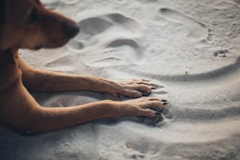 Dog Laying On Seashore