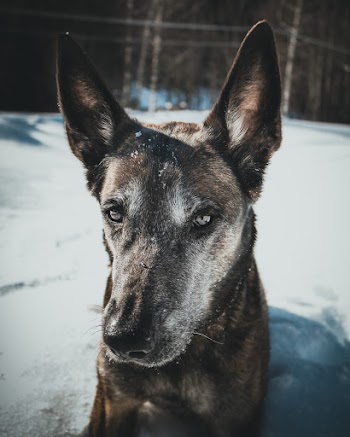 Dog Laying On Snow