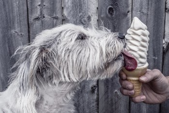 Dog Licking Ice Cream Free Photo 