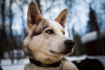 dog looking at its left