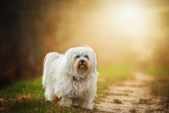 Dog Looking Away