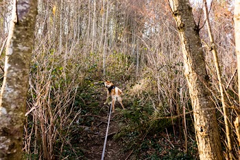          Dog Looking Back on Hike Free Photo     