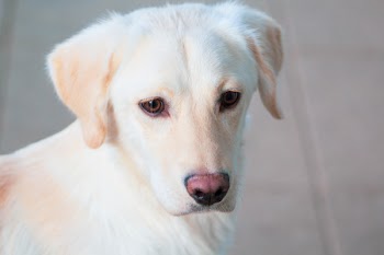 Dog Looking Downward