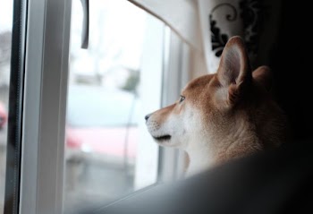          Dog Looking Out Window Free Photo     