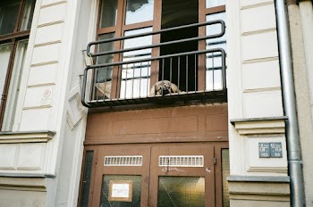 Dog Lying Down on Balcony