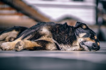 Dog Lying on Floor