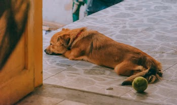 Dog Lying On The Floor Near The Door