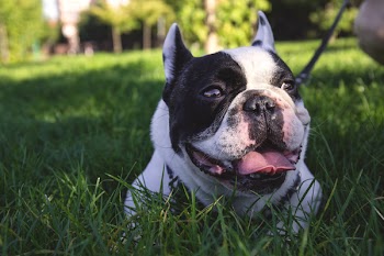 Dog lying on the grass