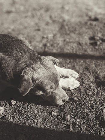 Dog Lying on the Ground