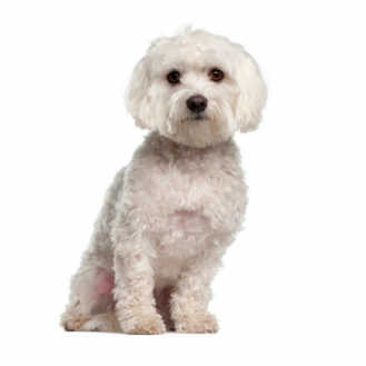 Dog,Mammal,Vertebrate,Canidae,Dog breed,Maltese,White,Maltepoo ...