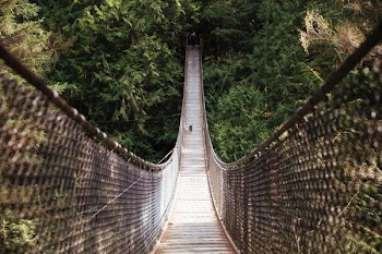 Dog On Hanging Bridge
