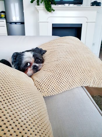 Dog on Sofa