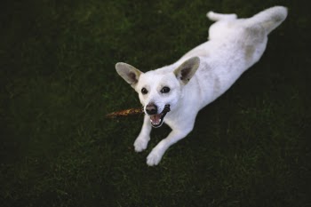 Dog on the grass
