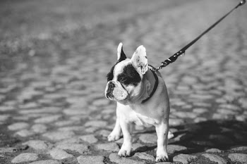 Dog on the leash