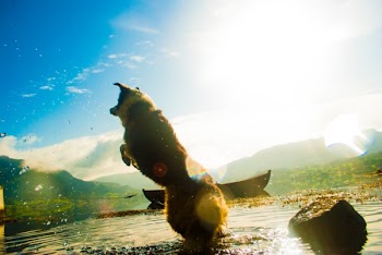 Dog Playing in Body of Water