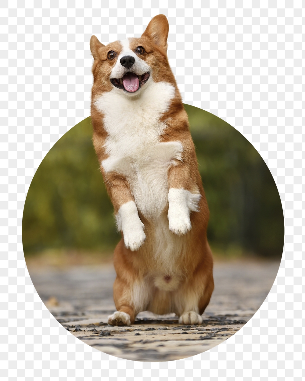 Dog png badge sticker, Welsh | Free PNG - rawpixel