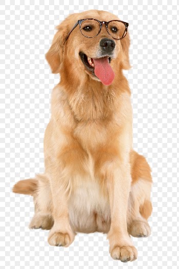 Dog png clipart, Golden Retriever, | Free PNG - rawpixel