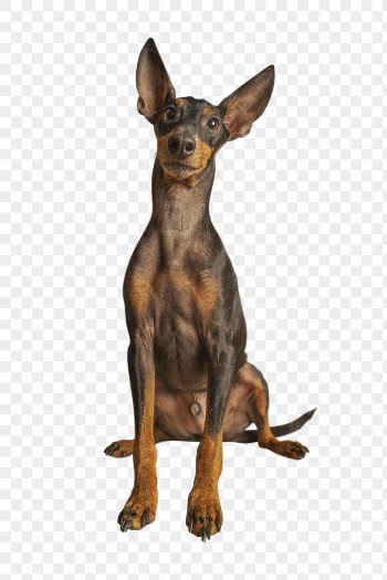 Dog png clipart, Miniature Pinscher, | Free PNG - rawpixel