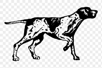 Dog png, English pointer, animal | Free PNG Illustration - rawpixel