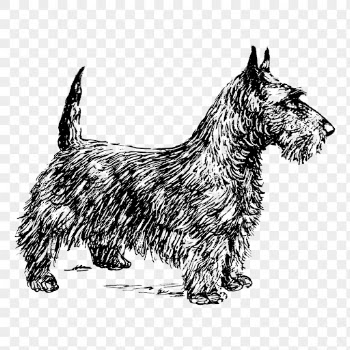 Dog png, Scottish terrier clipart, | Free PNG Illustration - rawpixel