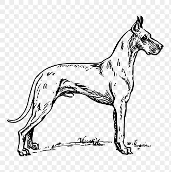 Dog png, vintage Great Dane | Free PNG Illustration - rawpixel