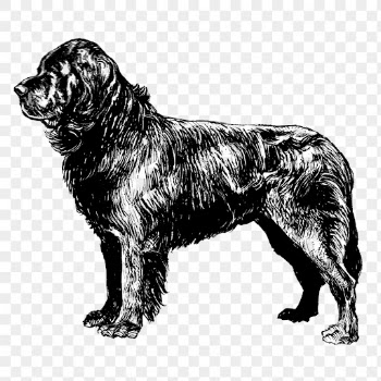 Dog png, vintage Newfoundland clipart, | Free PNG Illustration - rawpixel
