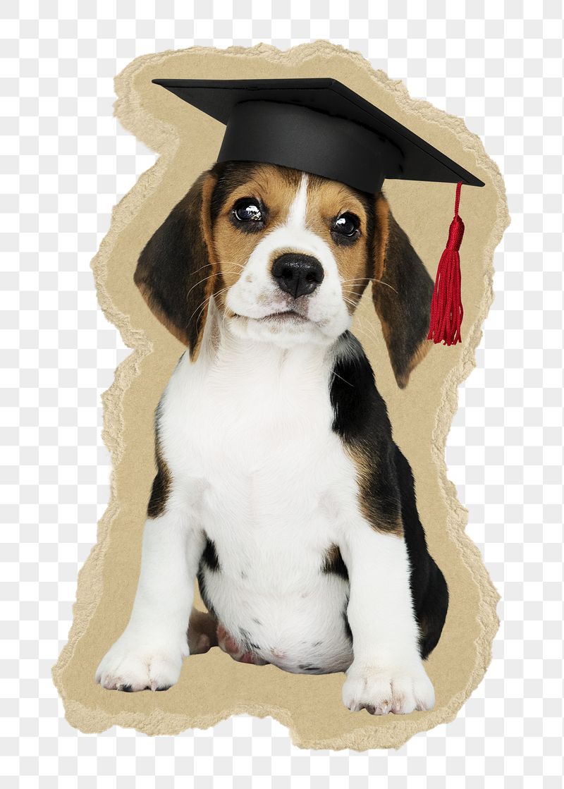 Dog png wearing graduation cap | Free PNG - rawpixel