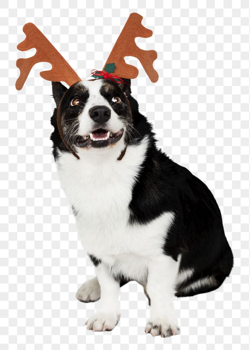 Dog png wearing reindeer antlers | Free PNG - rawpixel