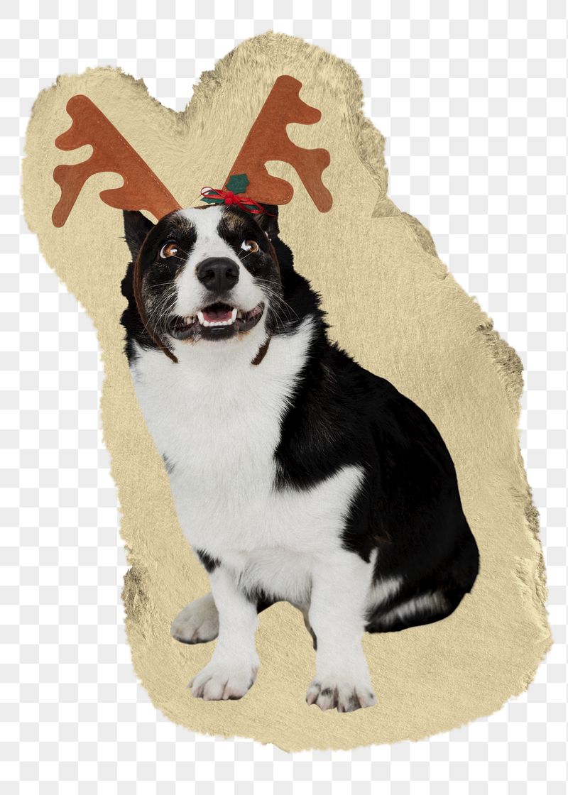 Dog png wearing reindeer antlers | Free PNG - rawpixel