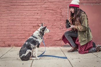 Dog Portrait Free Photo 