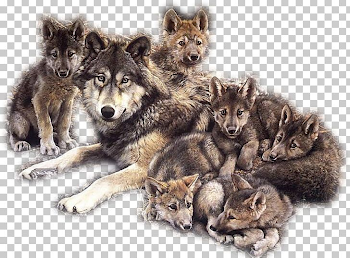 Dog Puppy Coyote Pack Indian Wolf PNG, Clipart, Animal, Animals ...