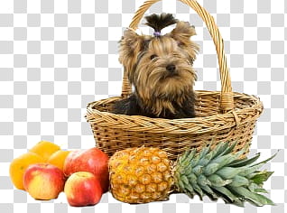 Dog, puppy on basket surrounded with fruits transparent background PNG clipart