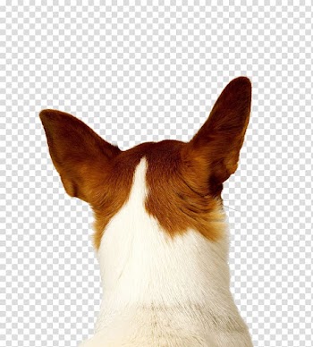 Dog,puppy,pet,animal transparent background PNG clipart