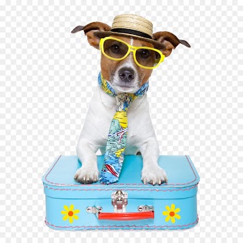 Dog Puppy Pet sitting Travel - Handsome dog 