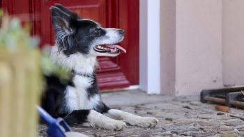 Dog Resting on Gray Concrete Floor