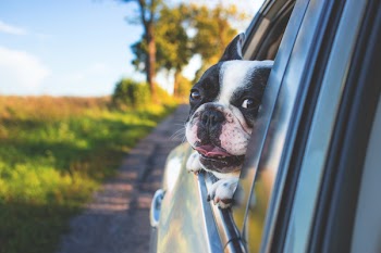 Dog riding in the car