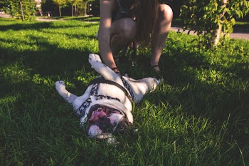 Dog rolling on grass