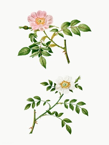 Dog rose and wild rose | Free stock vector - 569309