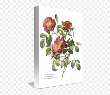 Dog Rose Botanical Illustration